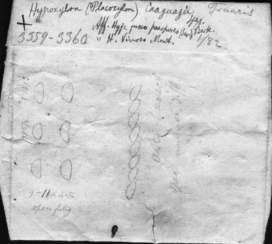 dibujo de Hypoxylon caa-guazu Speg.