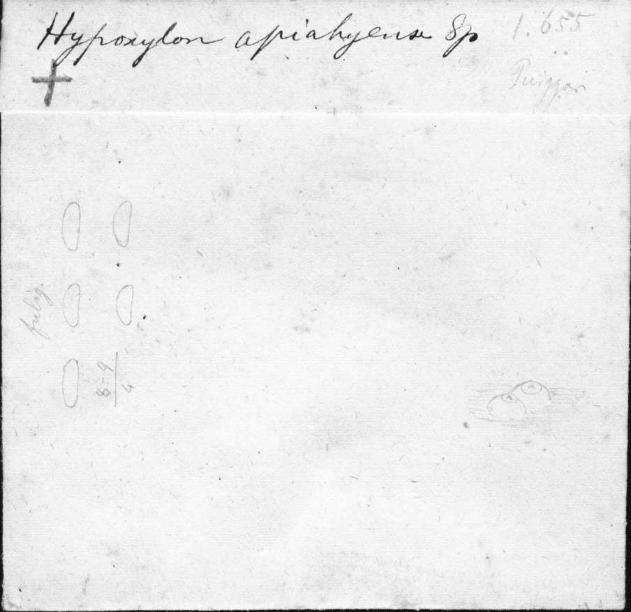 dibujo de Hypoxylon apiahynum Speg.