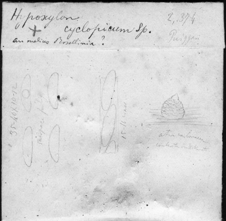 dibujo de Hypoxylon cyclopicum Speg.