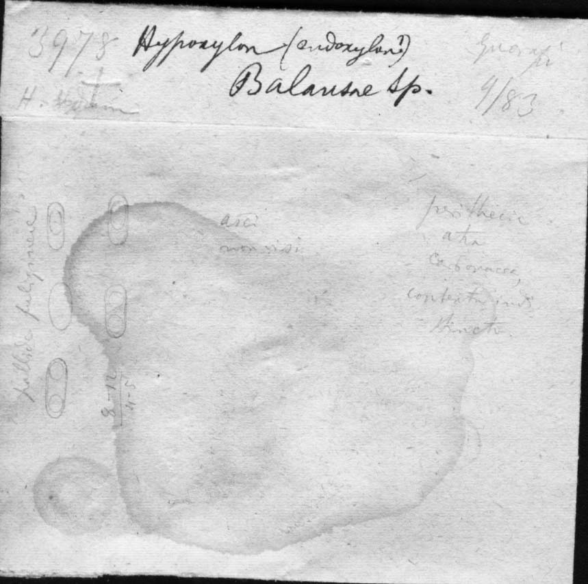 drawing of Hypoxylon balansae Speg.
