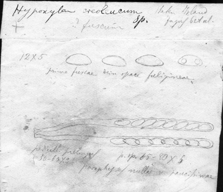 dibujo de Hypoxylon creoleucum Speg.