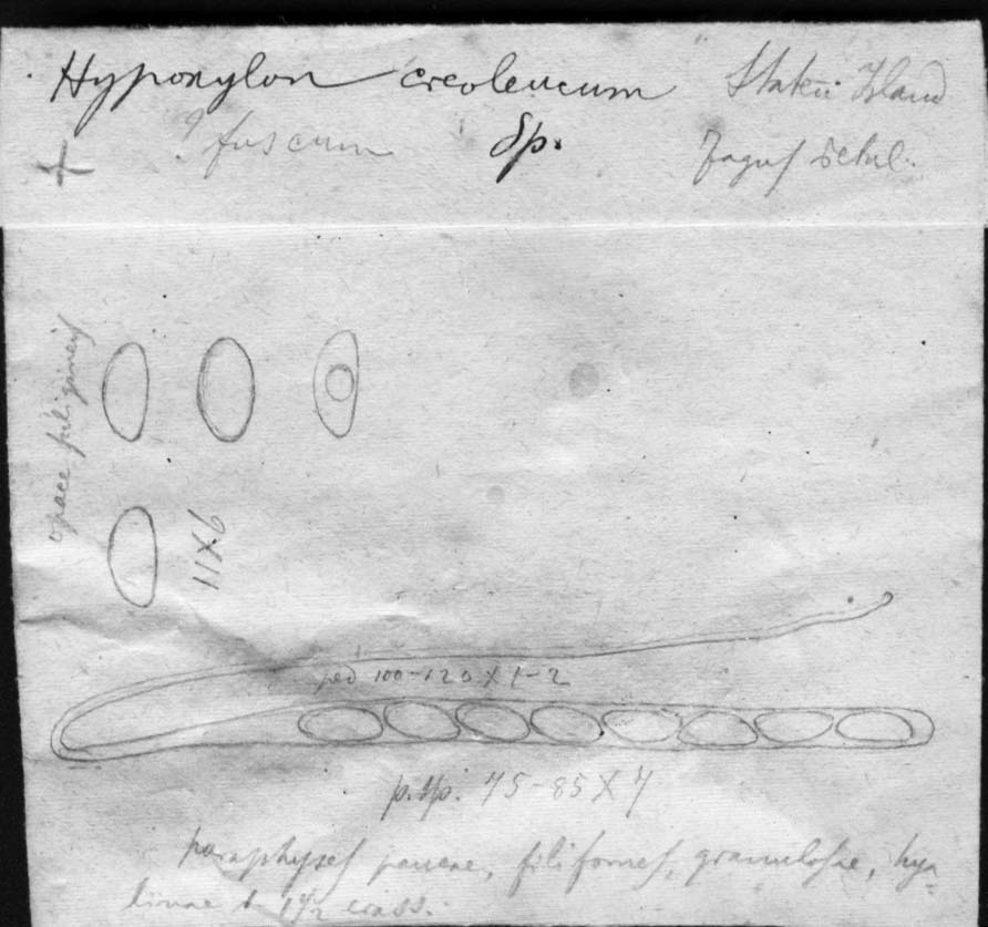 dibujo de Hypoxylon creoleucum Speg.