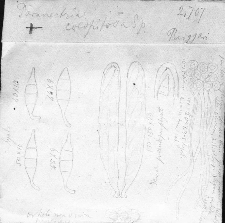 dibujo de Paranectria caespitosa Speg.