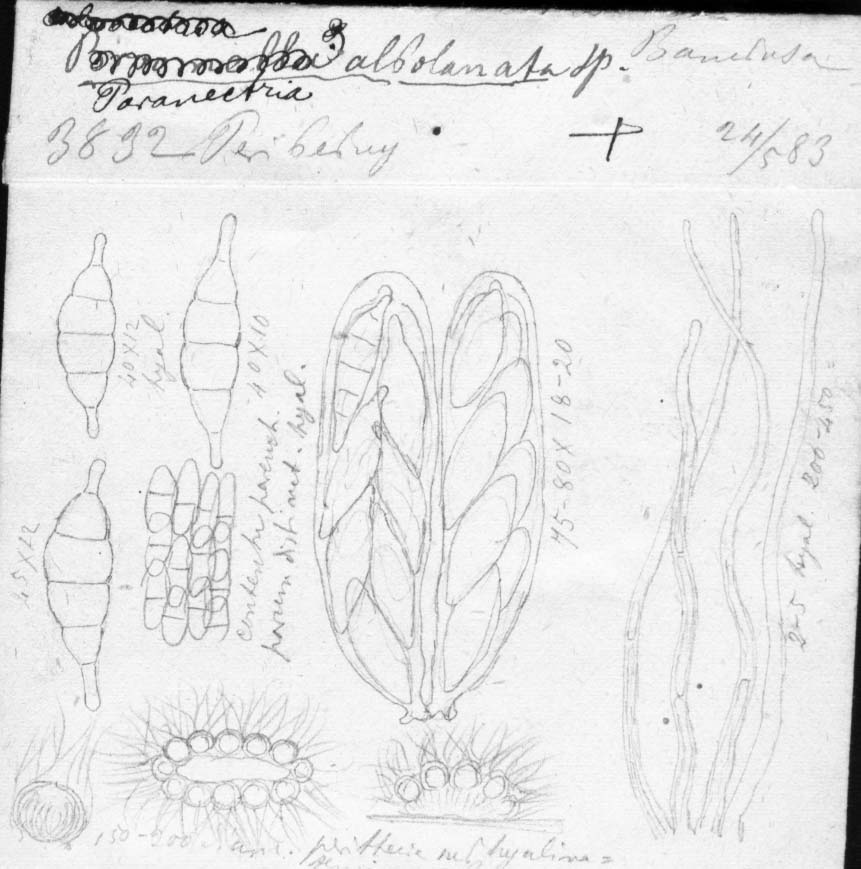 dibujo de Paranectria albolanata Speg.