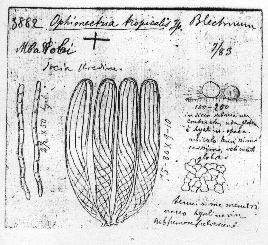 dibujo de Ophionectria tropicalis Speg.