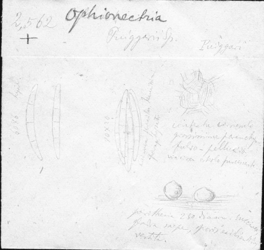 dibujo de Ophionectria puiggarii Speg.