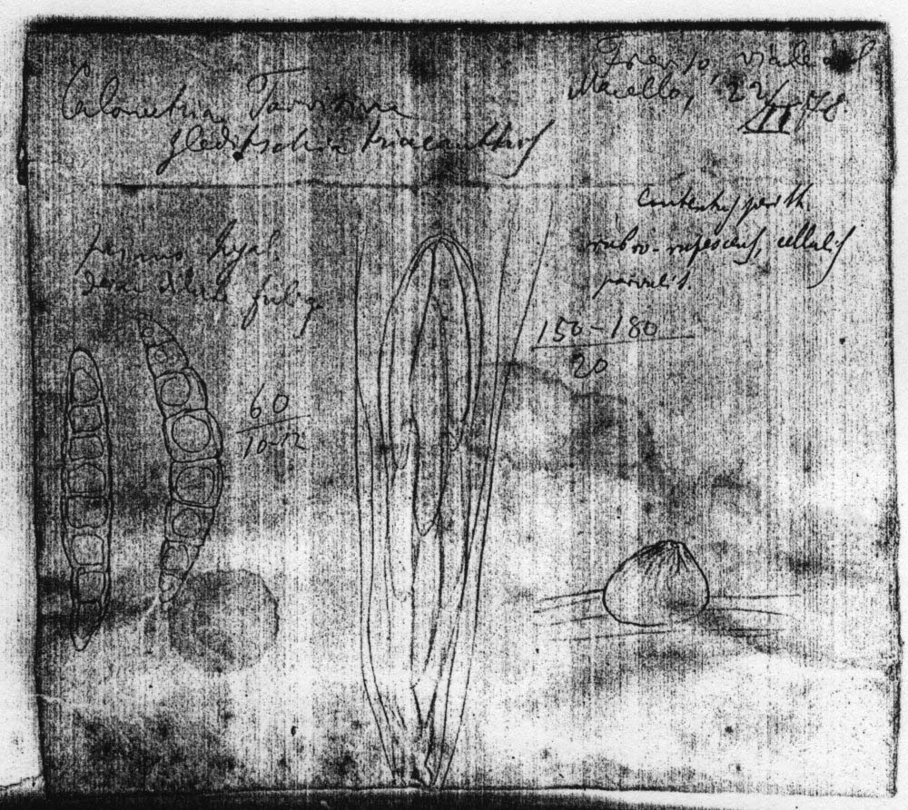 dibujo de Calonectria macrospora Sacc. & Speg.