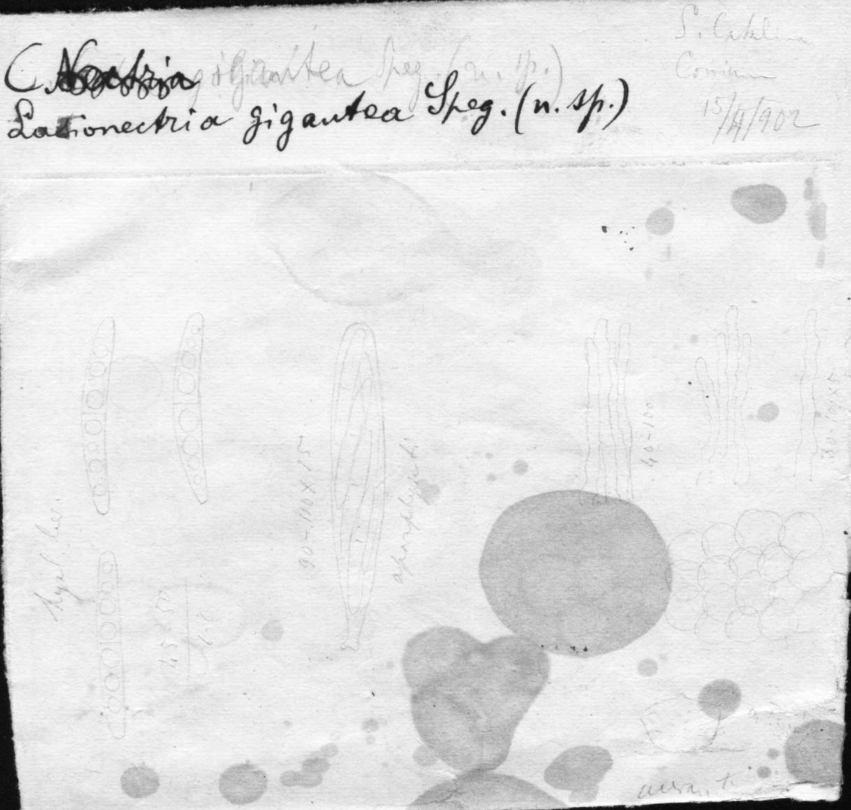 dibujo de Lasionectria gigantea Speg.