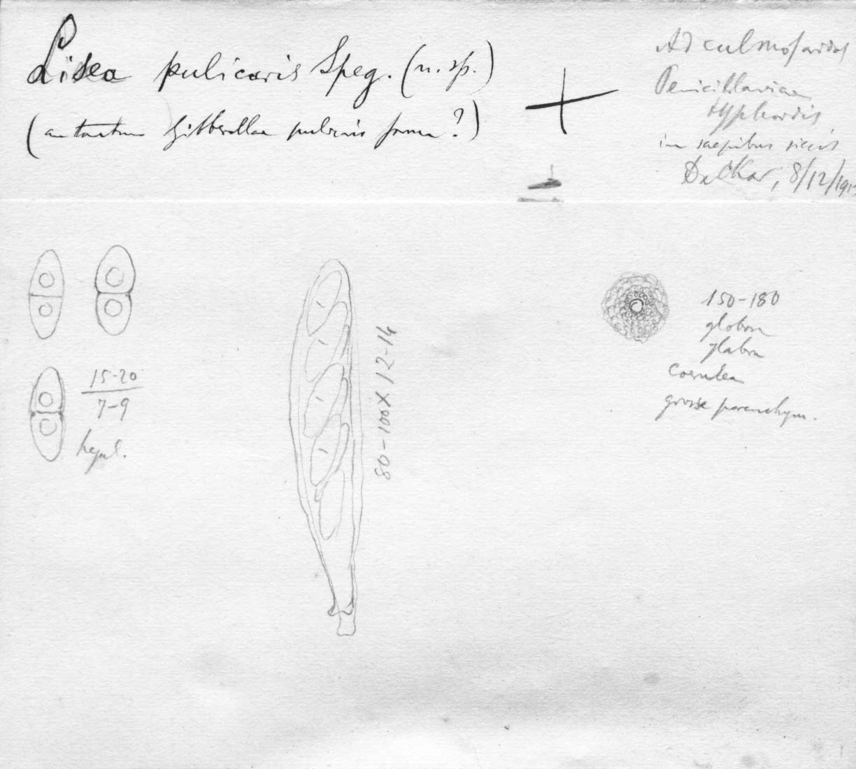 dibujo de Lisea pulicaris Speg.