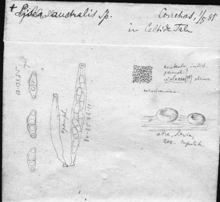 dibujo de Lisea australis Speg.