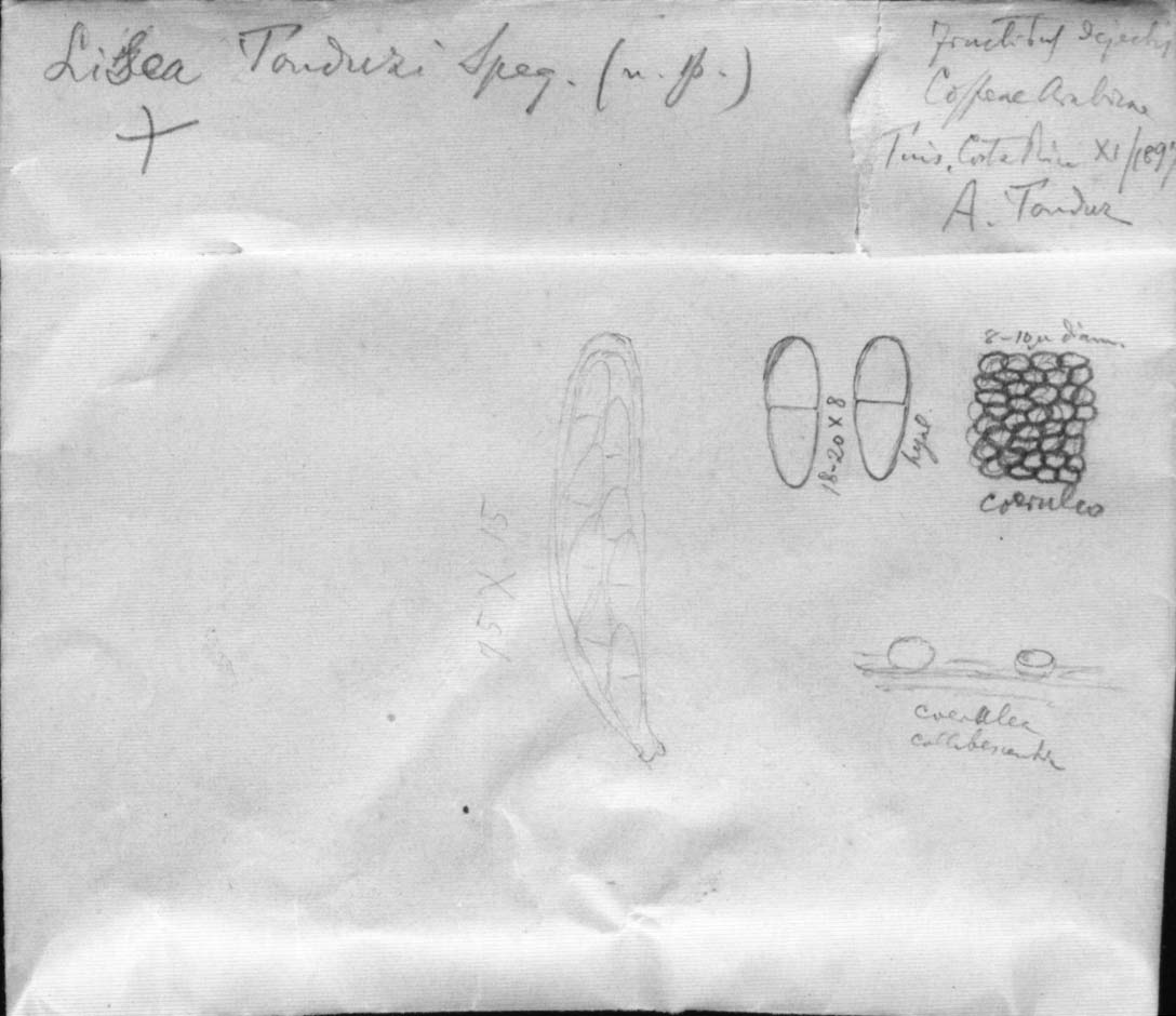dibujo de Lisea tonduzi Speg.