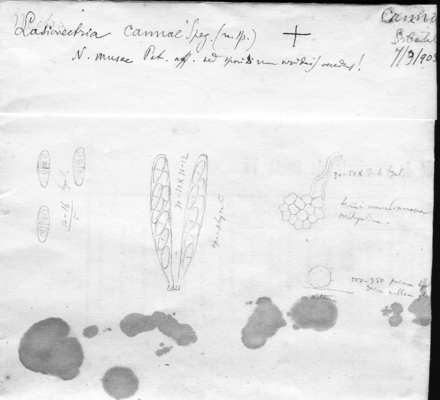 dibujo de Lasionectria cannae Speg.