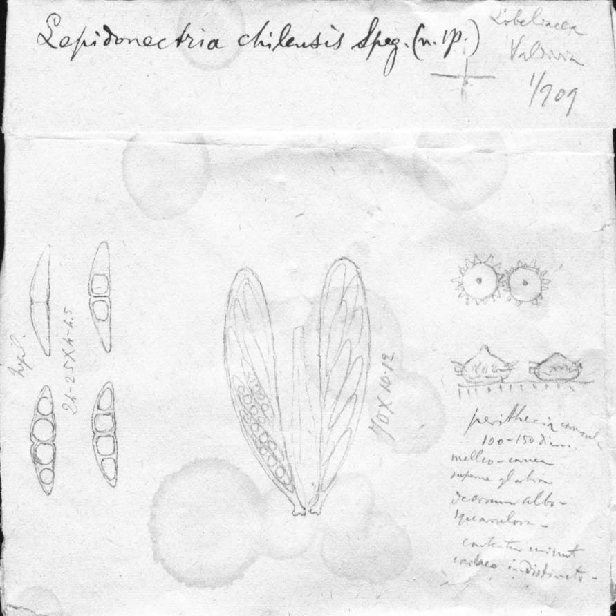 dibujo de Lepidonectria chilensis Speg.