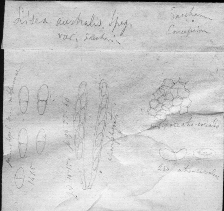 dibujo de Lisea australis var. sacchari Speg.
