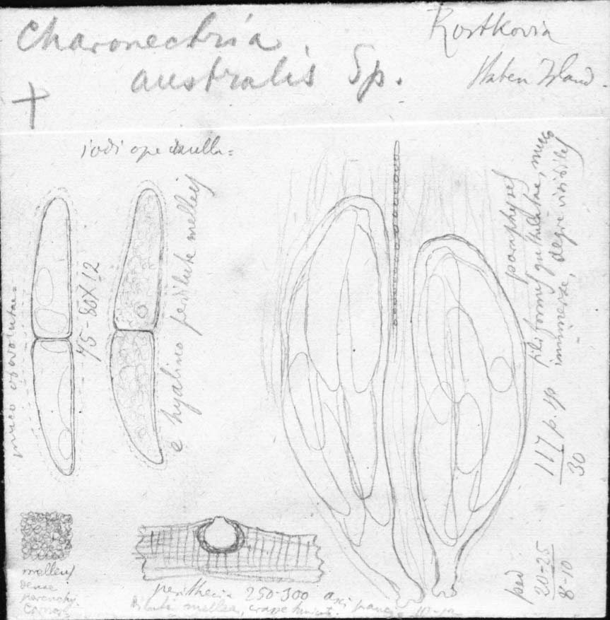 dibujo de Charonectria australis Speg.