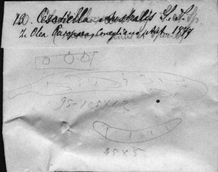 dibujo de Cesatiella australis Sacc. & Speg.