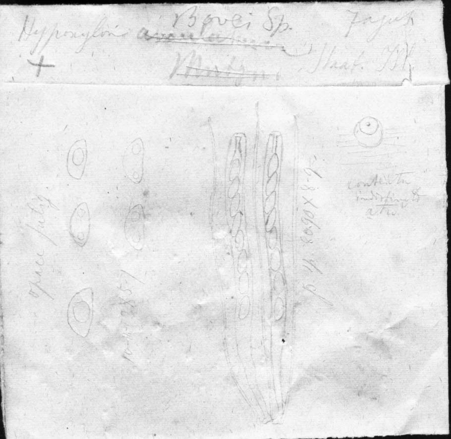 dibujo de Hypoxylon bovei Speg.