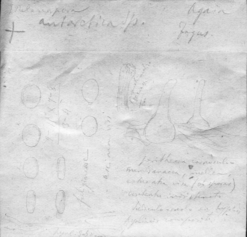 dibujo de Melanospora antarctica Speg.