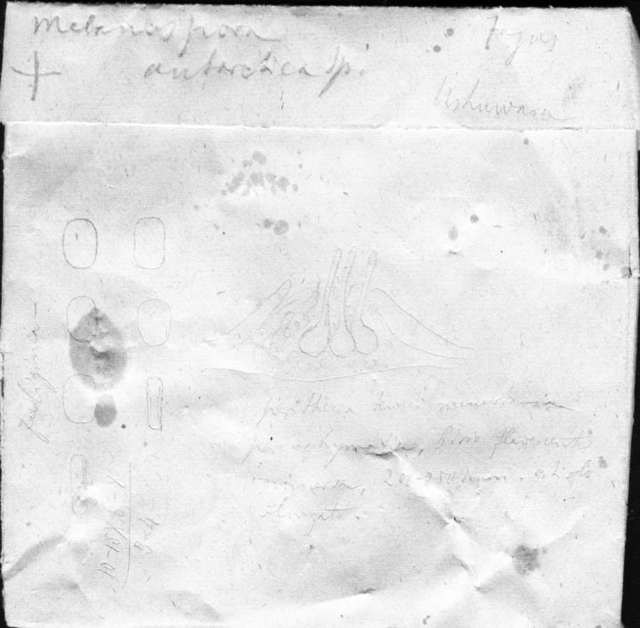 dibujo de Melanospora antarctica Speg.