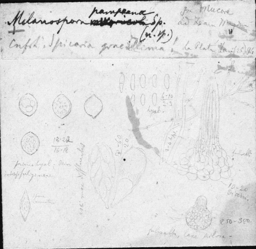 dibujo de Melanospora pampeana Speg.