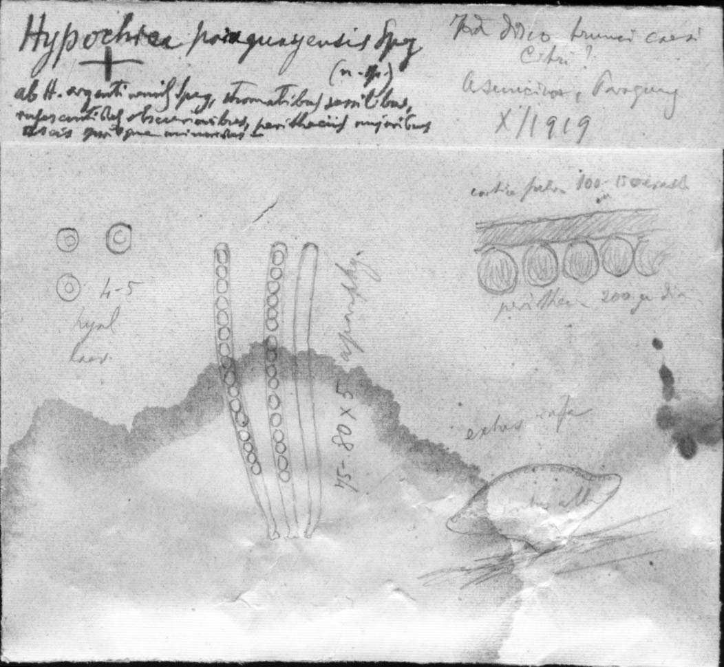 dibujo de Hypocrea paraguayensis Speg.