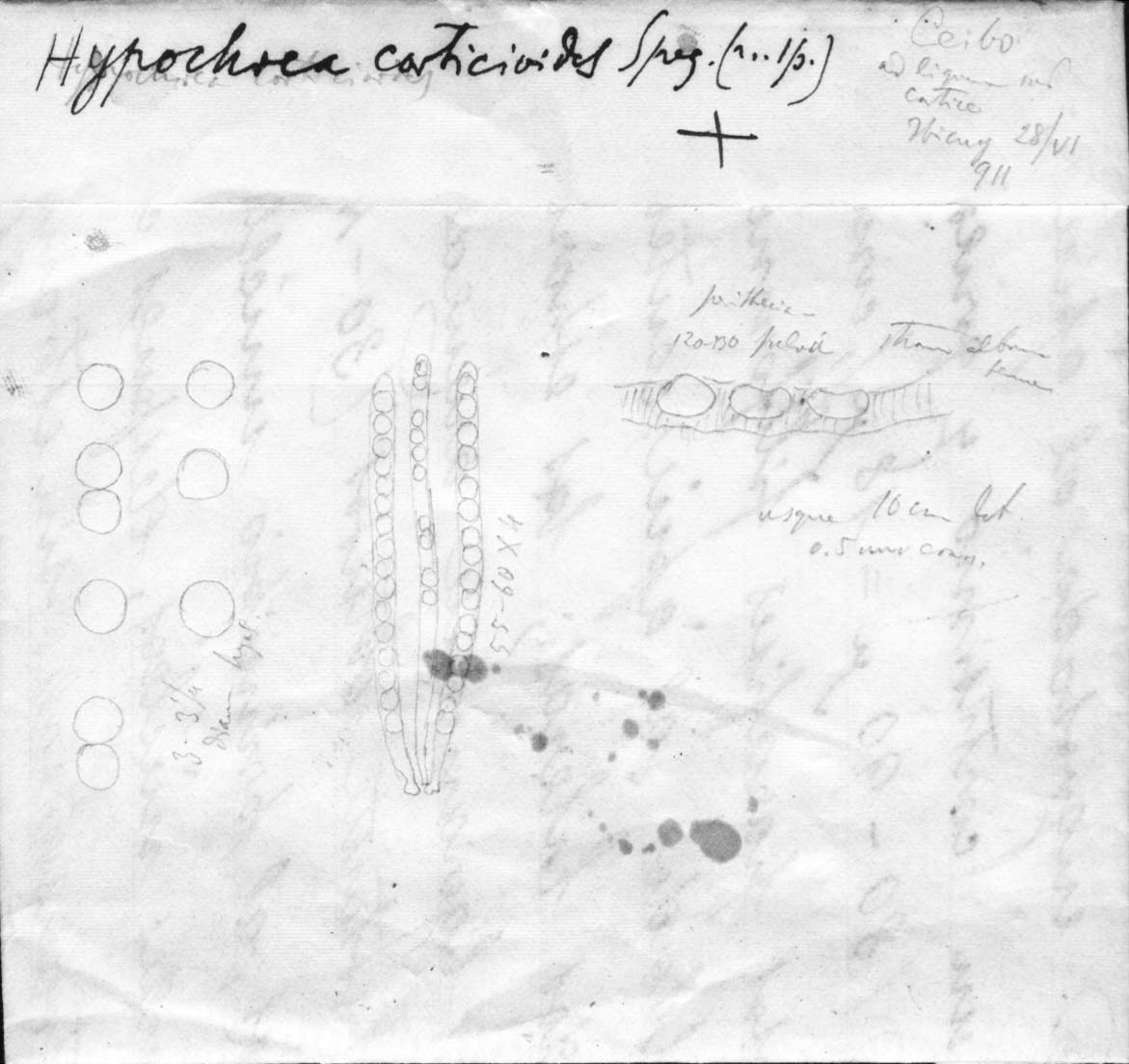dibujo de Hypocrea corticioides Speg.
