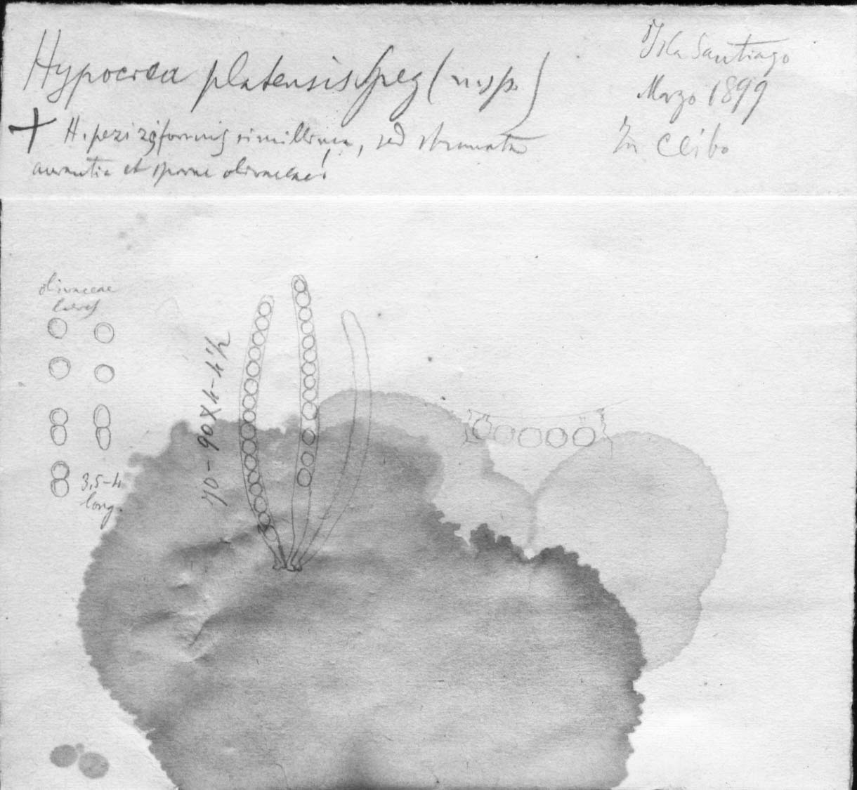 dibujo de Hypocrea platensis Speg.