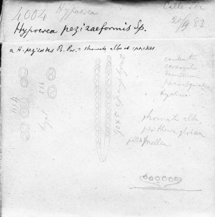dibujo de Hypocrea pezizaeformis Speg.
