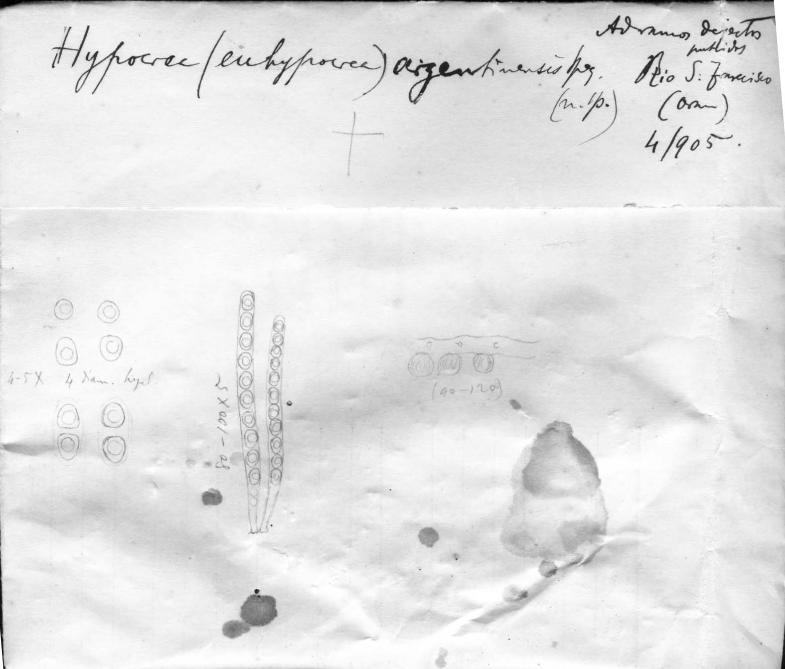 dibujo de Hypocrea argentinensis Speg.