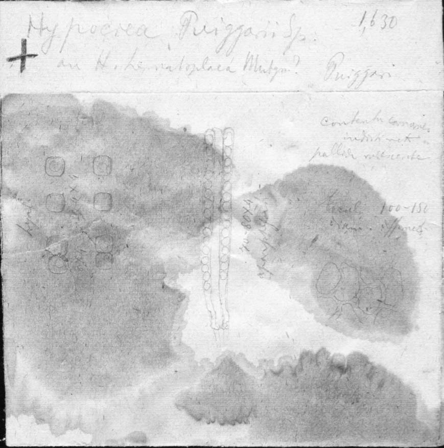 dibujo de Hypocrea puiggarii Speg.