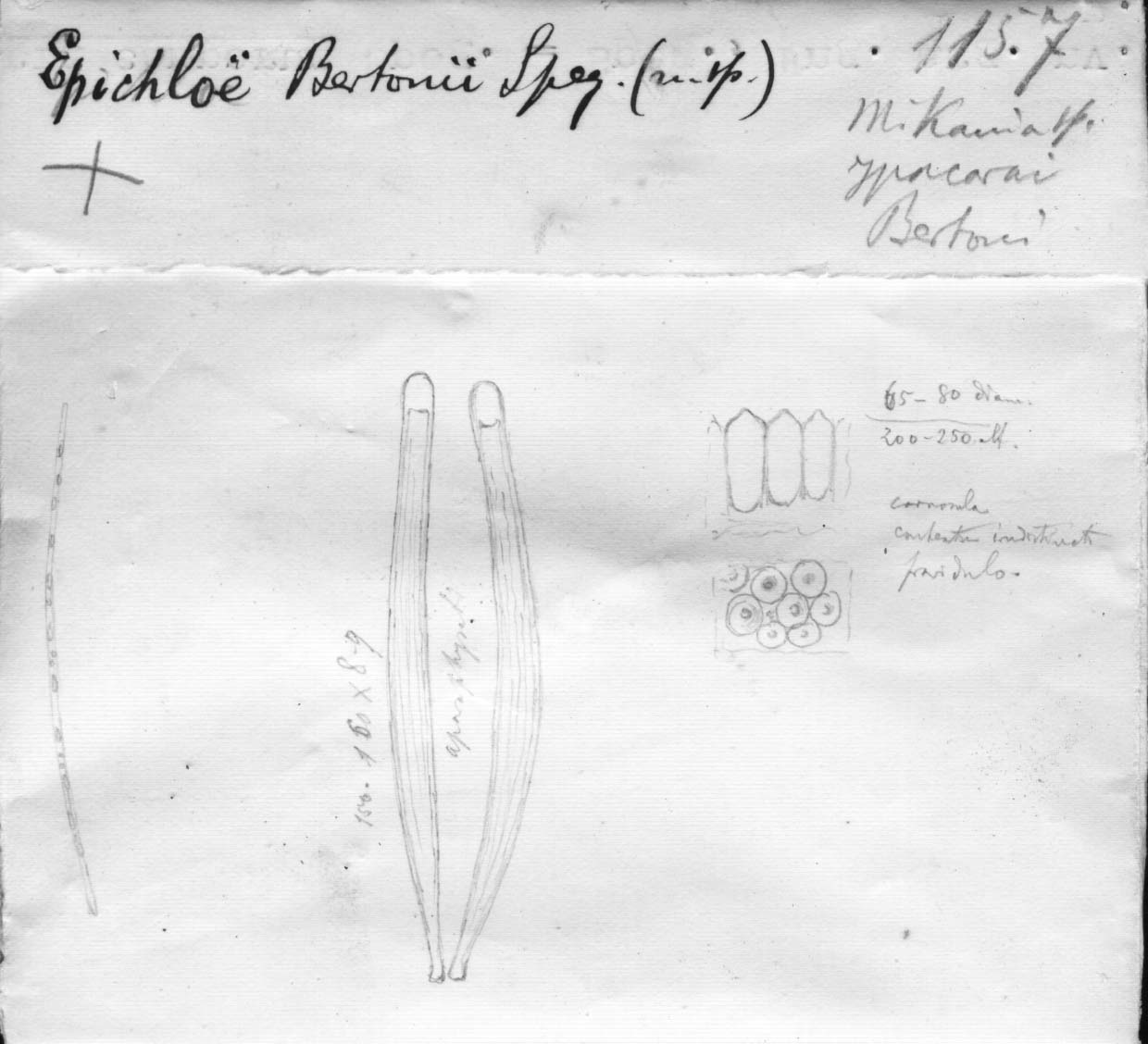 dibujo de Epichloe bertonii Speg.