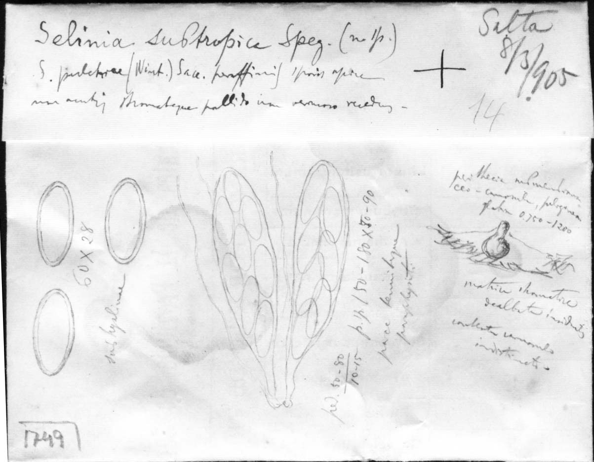 dibujo de Selinia subtropica Speg.