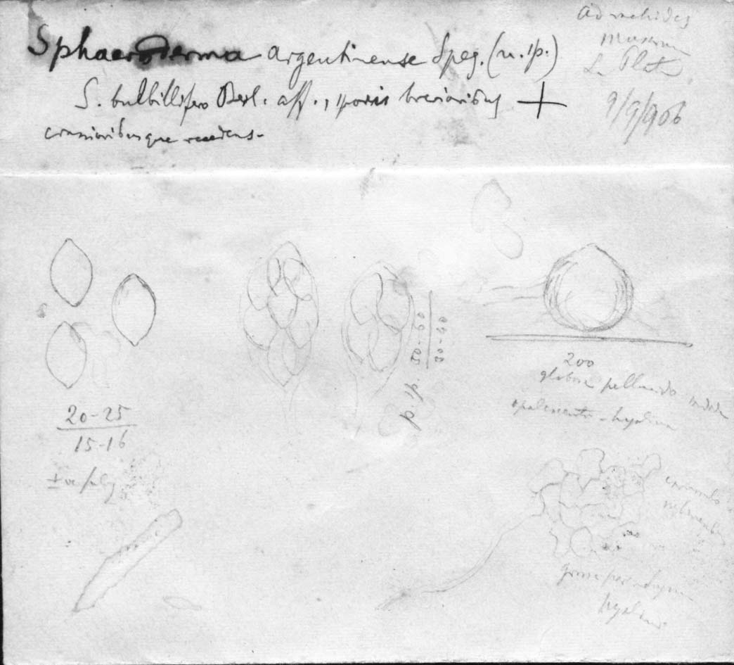 dibujo de Sphaeroderma argentinense Speg.