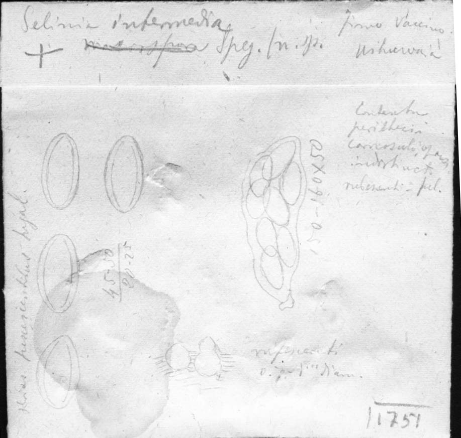 dibujo de Selinia intermedia Speg.
