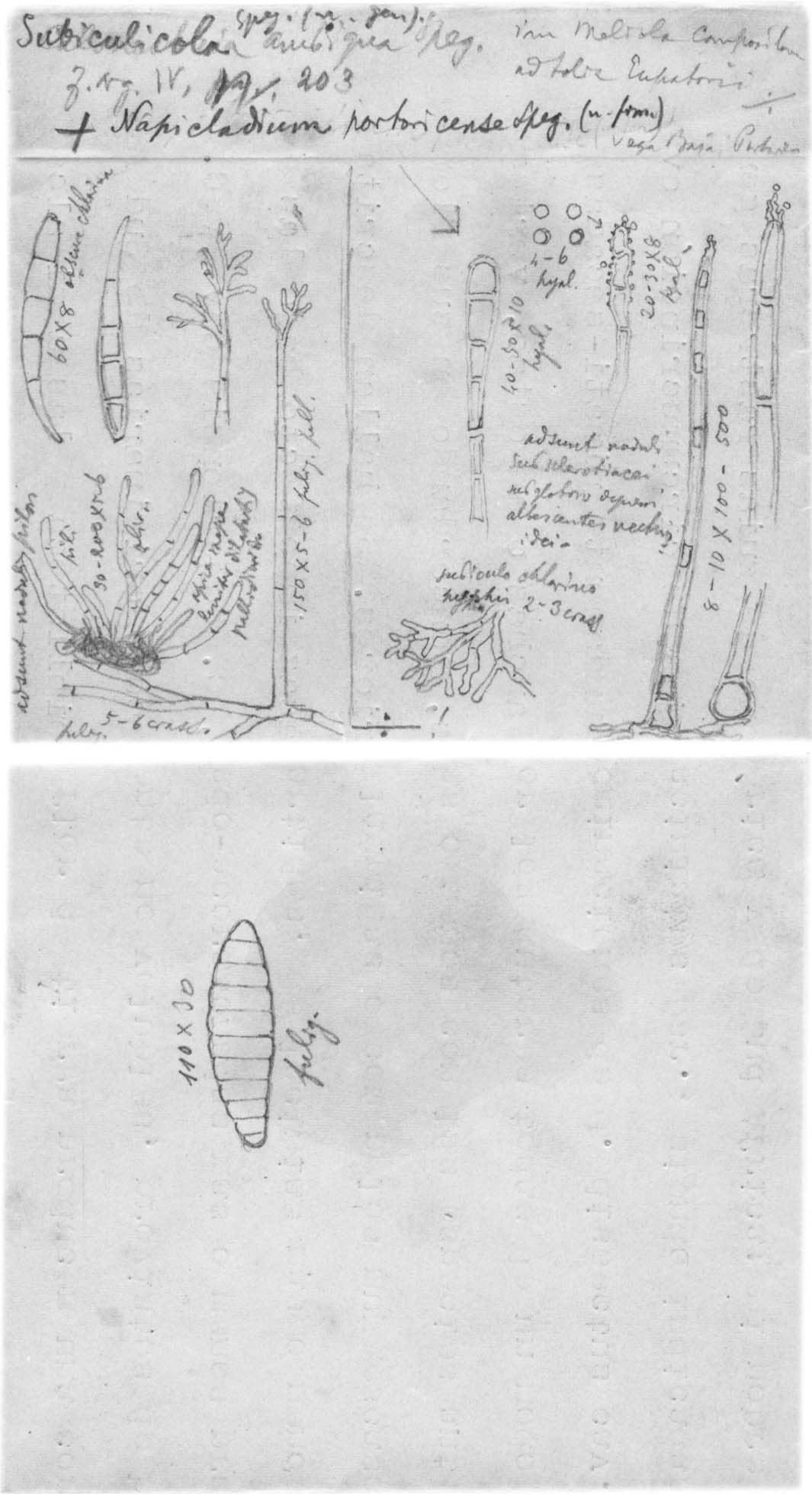 dibujo de Subiculicola ambigua Speg.