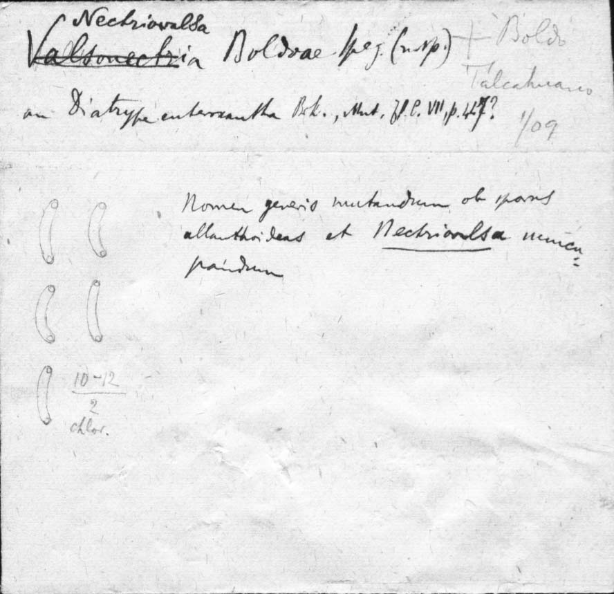 drawing of Valsonectria boldoae Speg.
