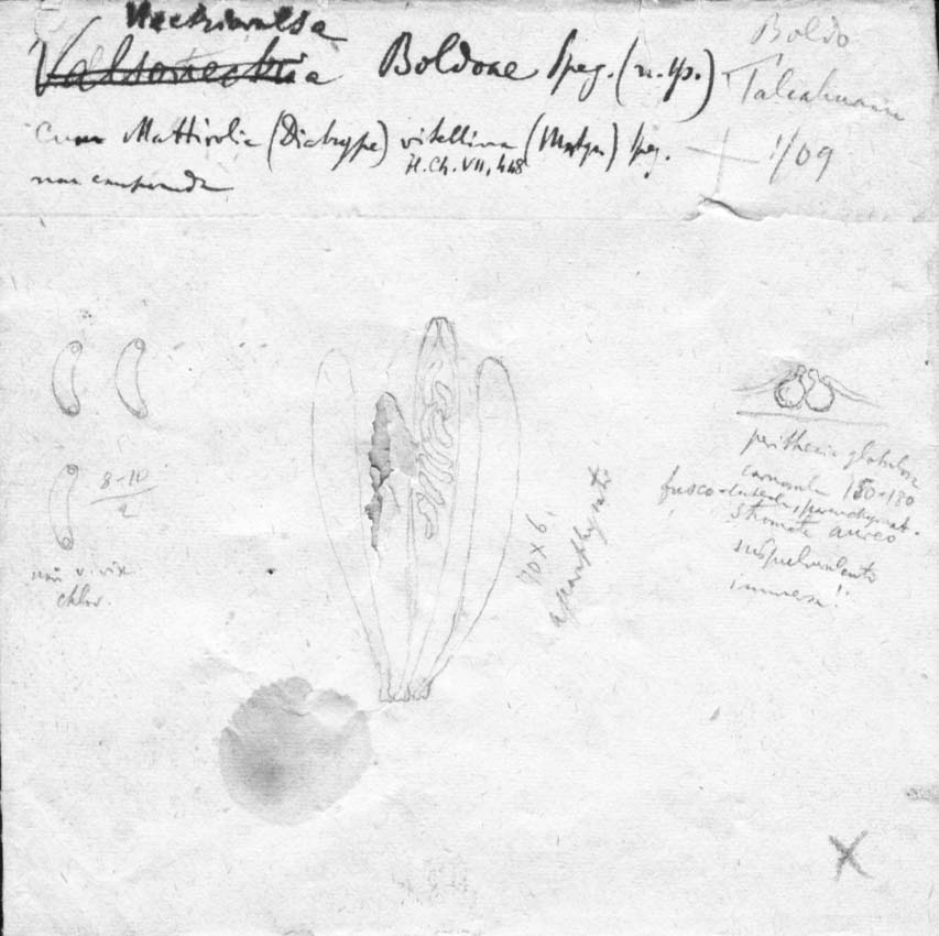 drawing of Valsonectria boldoae Speg.