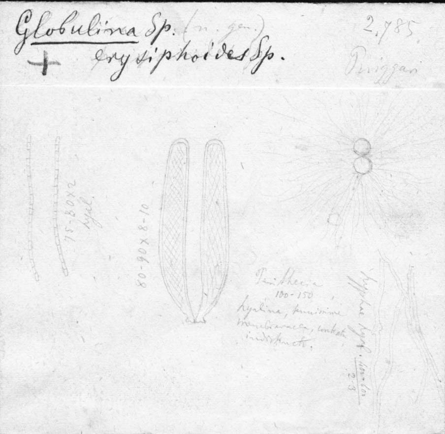 dibujo de Globulina erisyphoides Speg.