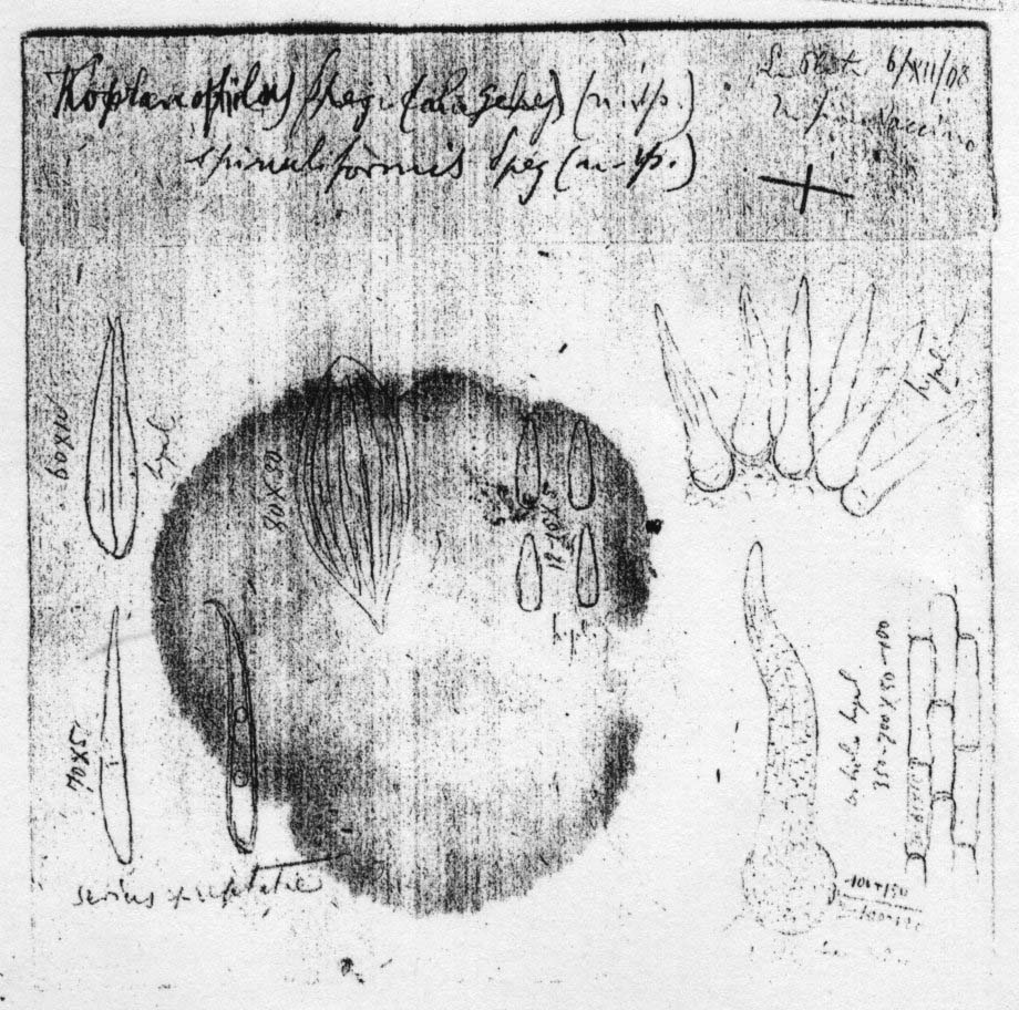 dibujo de Copranophilus spinuliformis Speg.