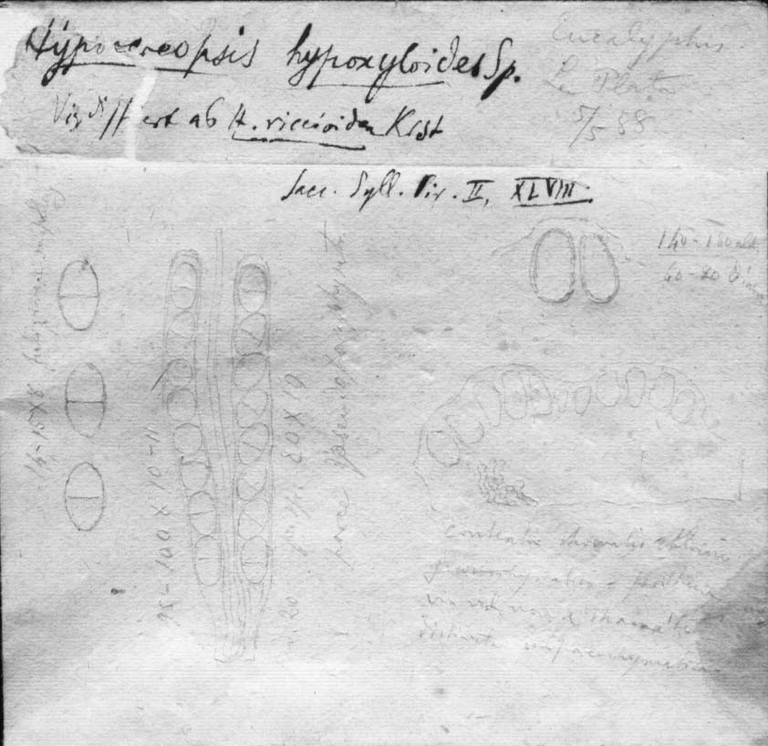 dibujo de Hypocreopsis hypoxyloides Speg.