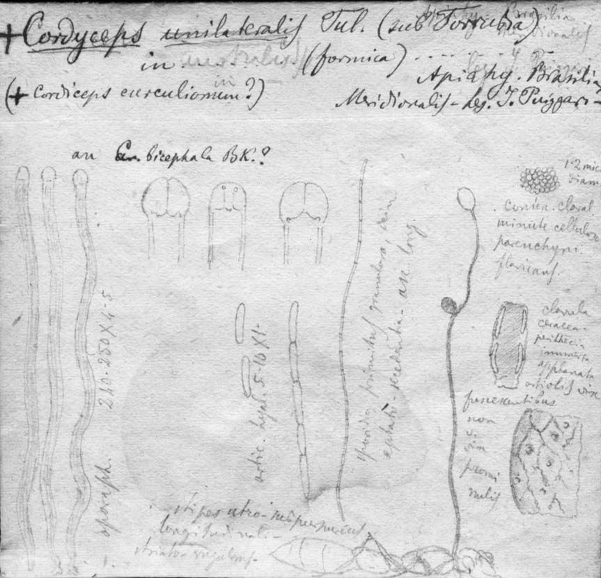 dibujo de Cordyceps unilateralis var. australis Speg.