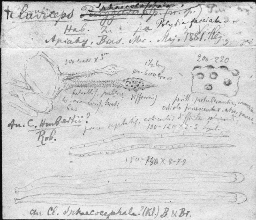 dibujo de Cordyceps puiggarii Speg.