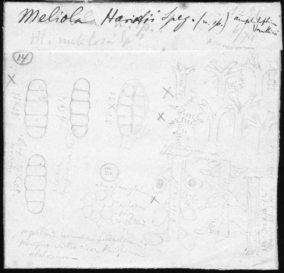 dibujo de Meliola hariotii Speg.