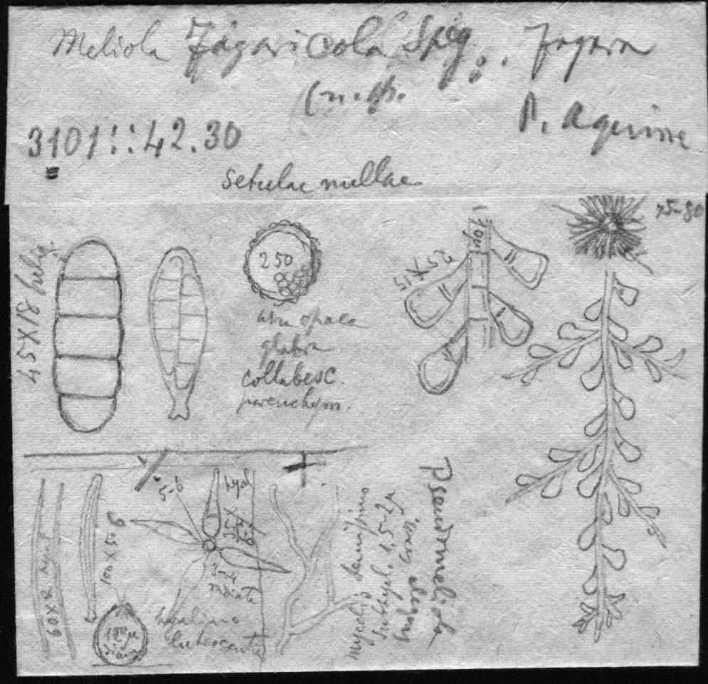 drawing of Meliola fagaricola Speg.