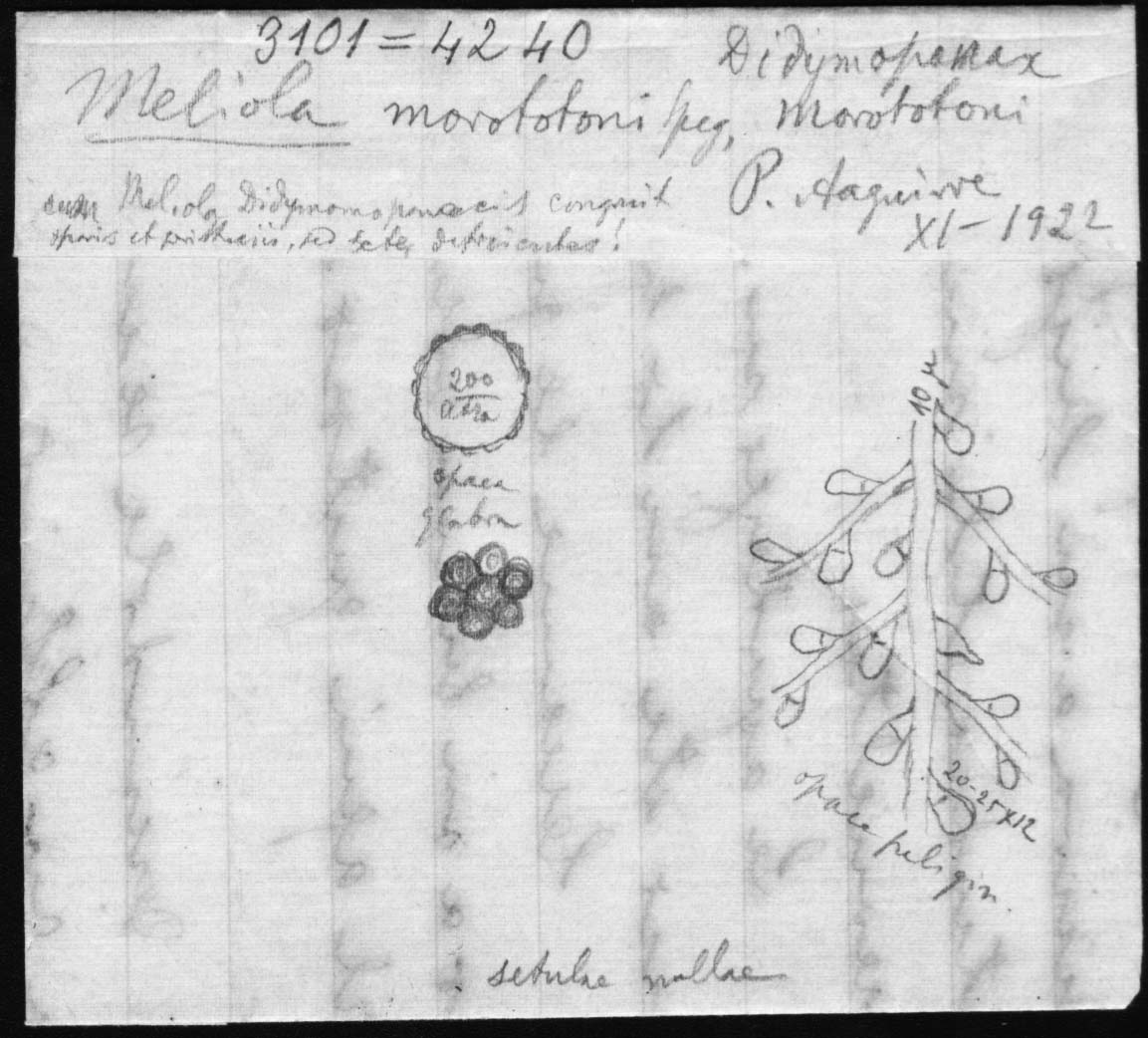 dibujo de Meliola morototoni Speg.