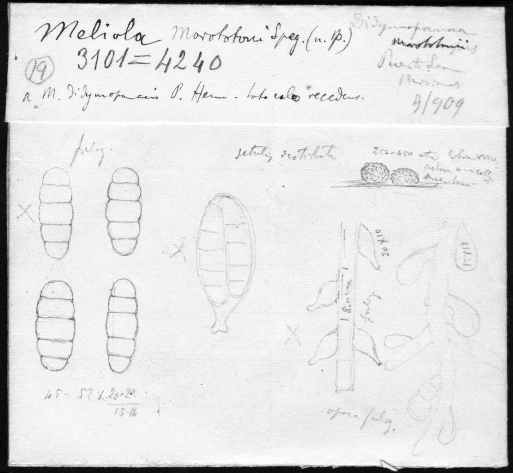 dibujo de Meliola morototoni Speg.