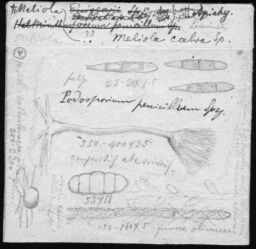 dibujo de Meliola celtidum Speg.