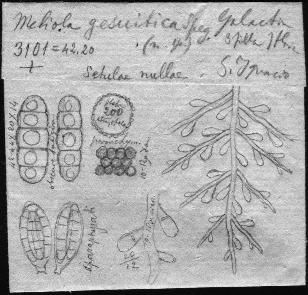 dibujo de Meliola gesuitica Speg.