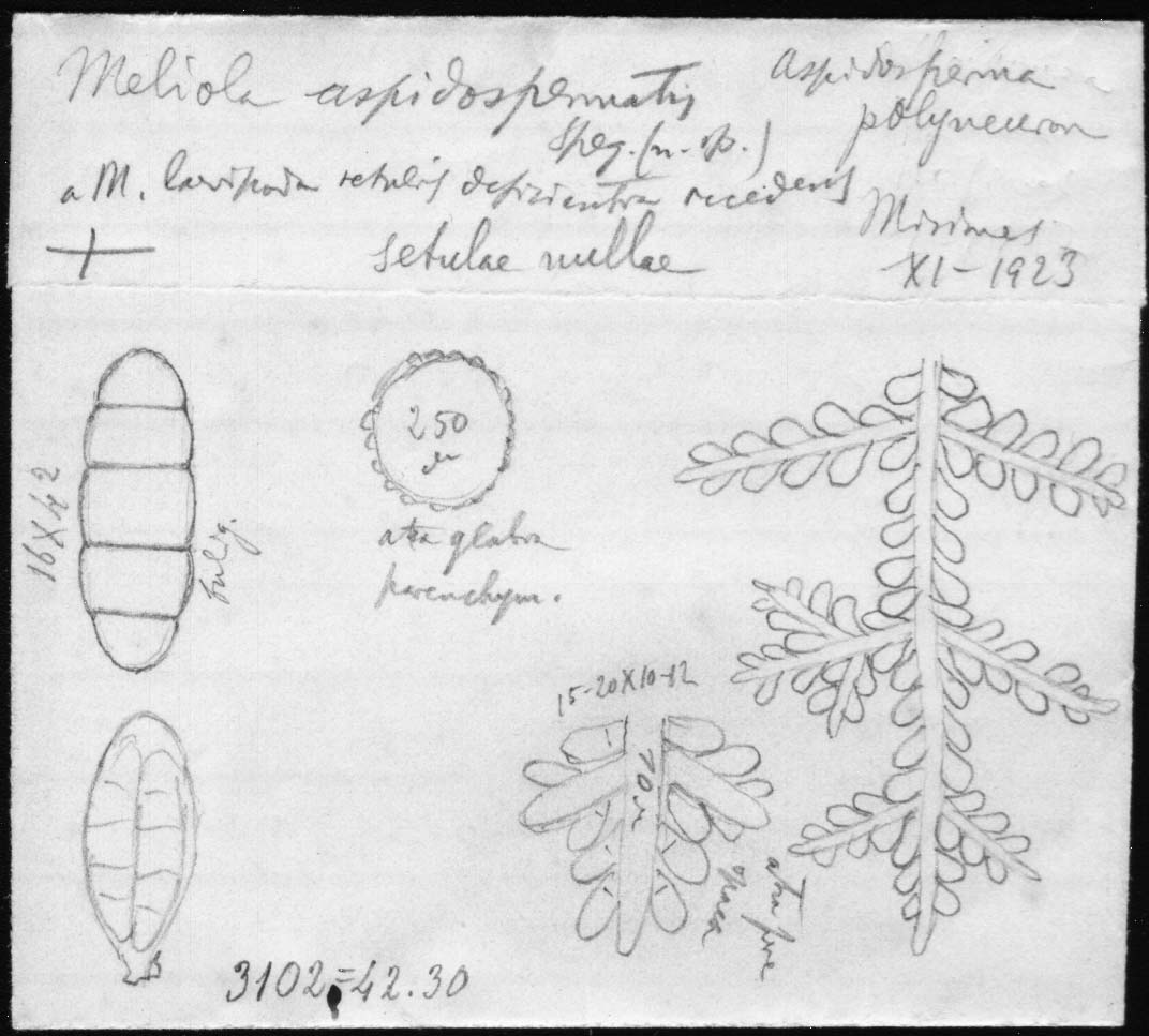 dibujo de Meliola aspidospermatis Speg.