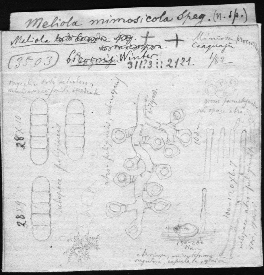 drawing of Meliola mimosicola Speg.